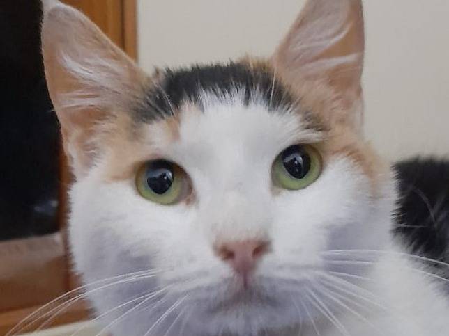 Adotta un gatto, femmina, 4 anni e 2 mesi, Genova