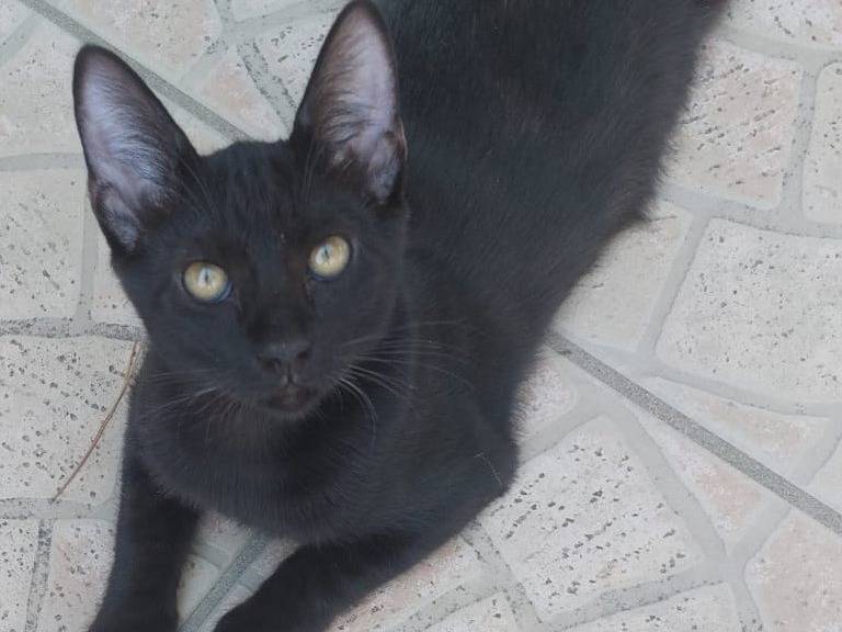 Adozione gatto, femmina, Razza sconosciuta Razza sconosciuta, 1 anno e 4 mesi, taglia non valida, Milano
