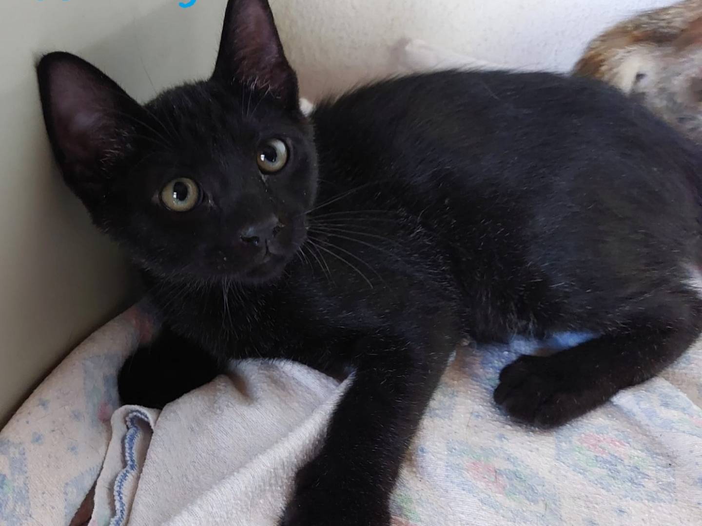 Adotta un gatto, femmina, 1 anno e 4 mesi, Milano