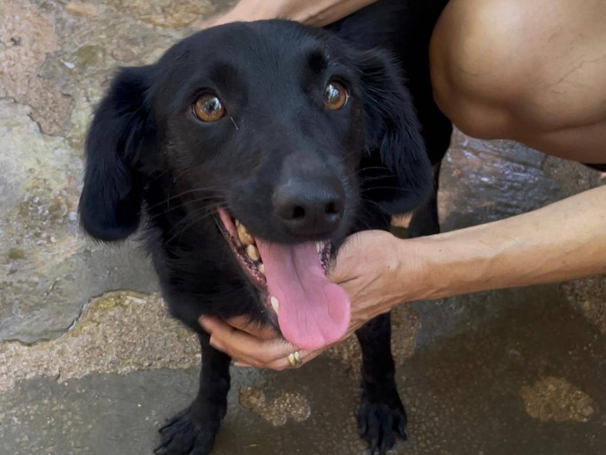 Adozione cane, femmina, Razza sconosciuta Razza sconosciuta, 2 anni e 1 mese, taglia media contenuta, Latina