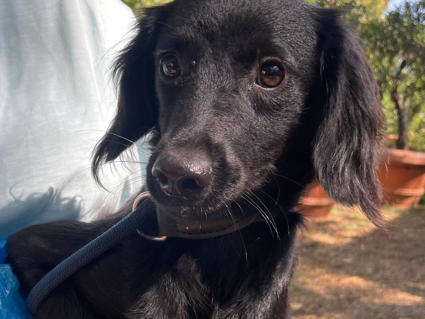Adozione cane, femmina, Razza sconosciuta Razza sconosciuta, 7 mesi, taglia media contenuta, Latina