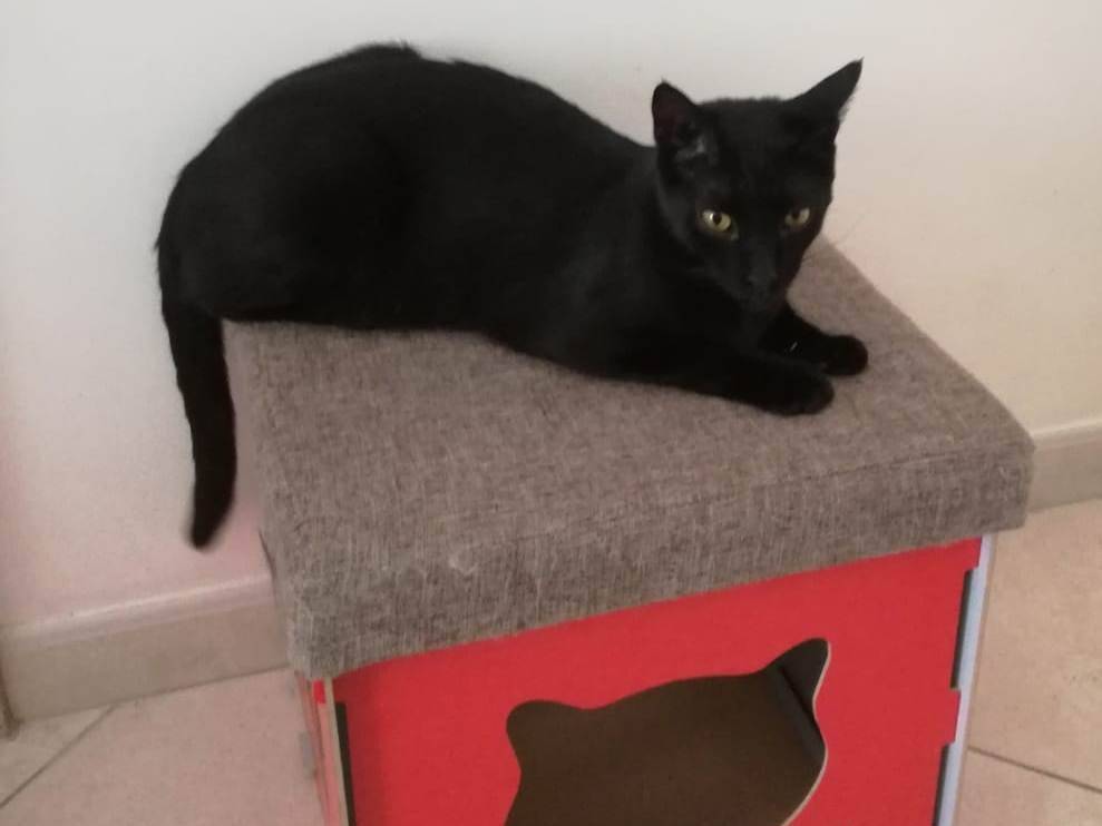 Adotta un gatto, maschio, 5 anni e 2 mesi, Milano