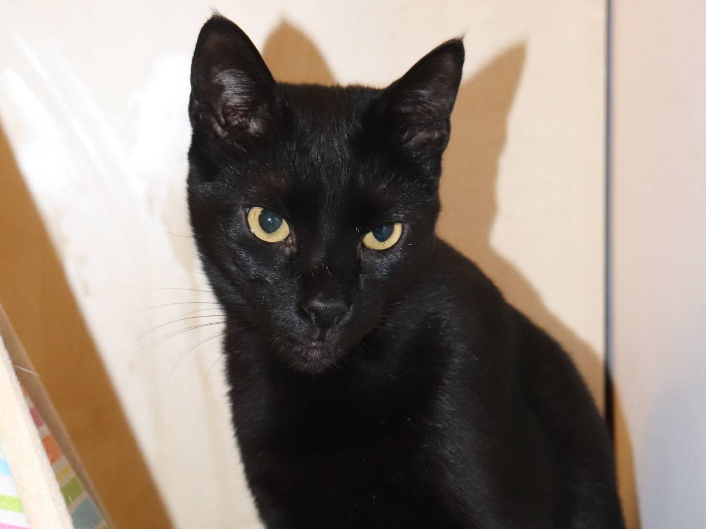 Adotta il gatto Geii a Milano