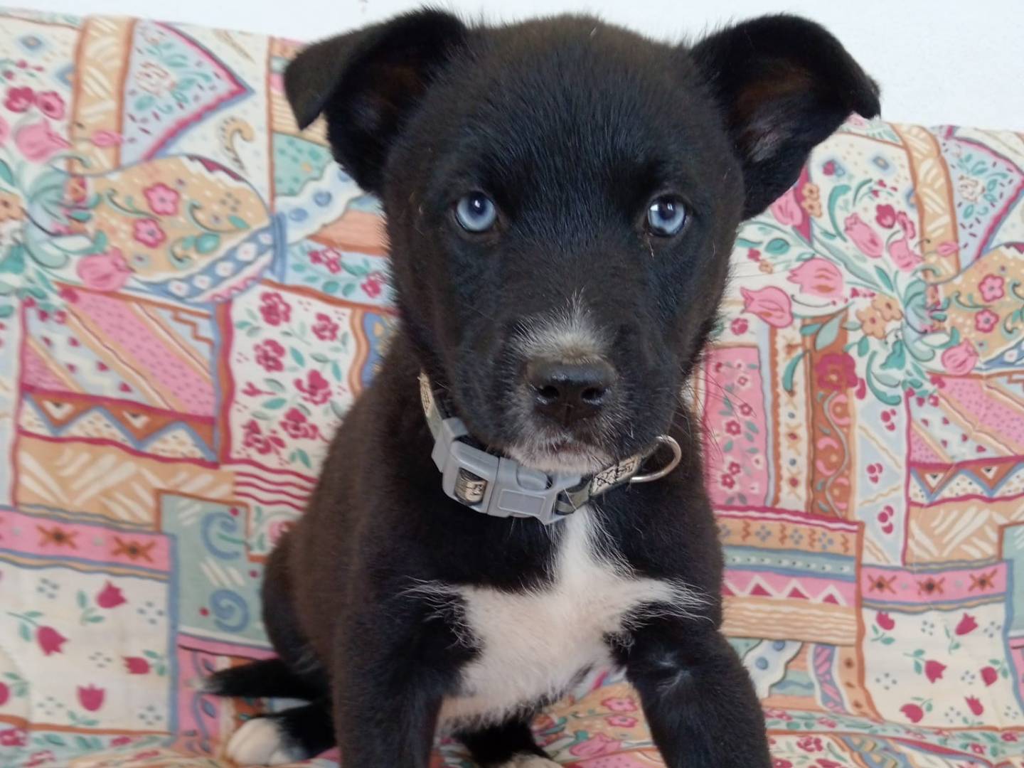 Adozione cane, femmina, Razza sconosciuta Razza sconosciuta, 6 mesi, taglia media contenuta, Cosenza