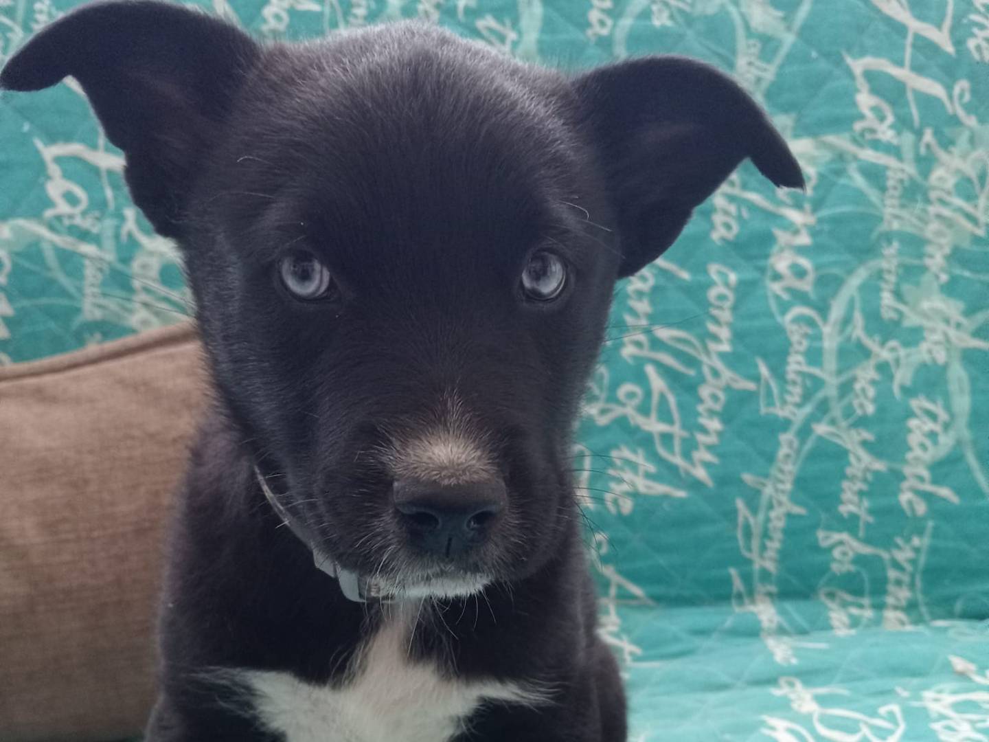 Adotta un cane, femmina, 6 mesi, Cosenza