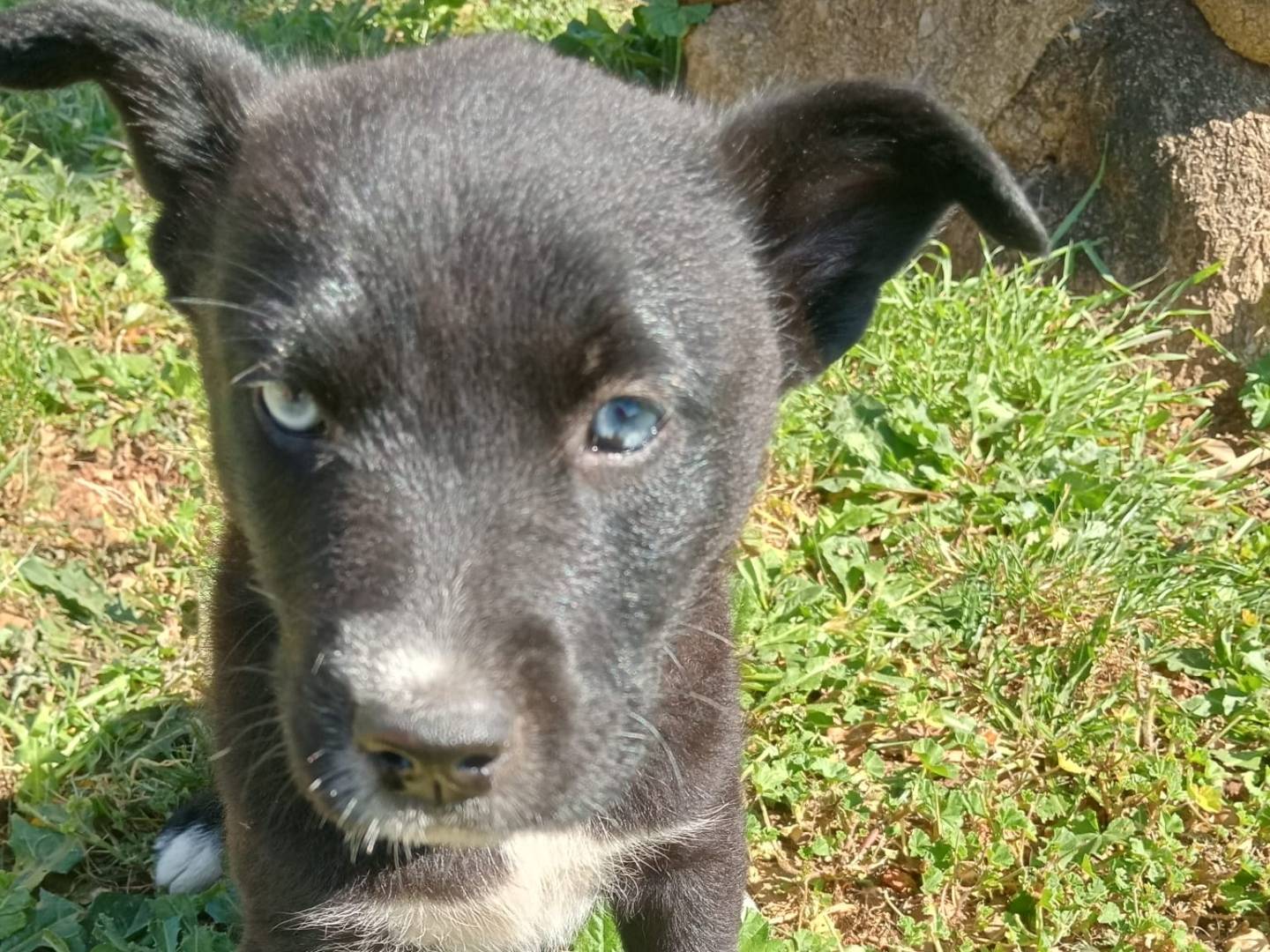 Adotta un cane, taglia media contenuta, femmina, Cosenza