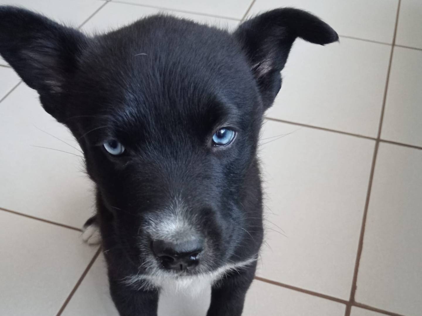 Vuoi adottare un cane a Cosenza?