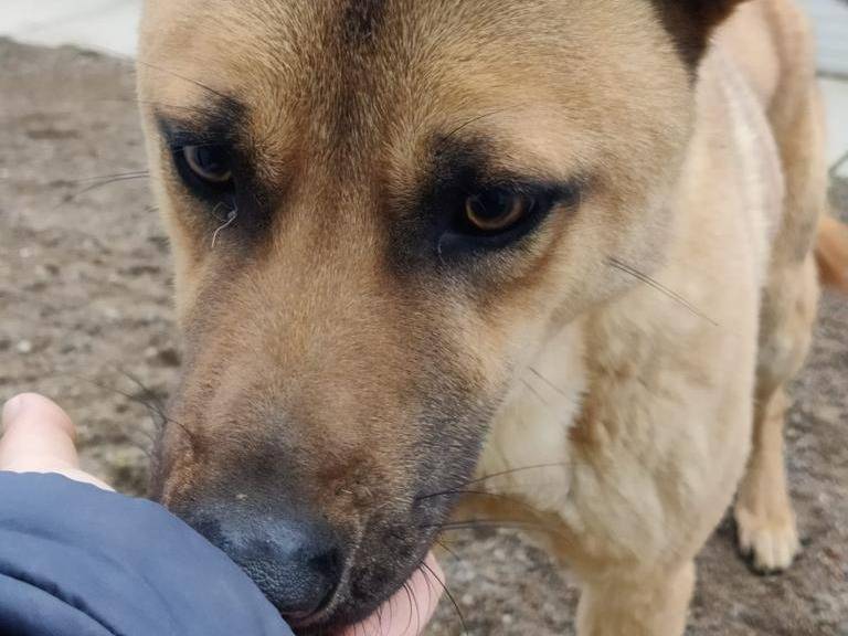 Adotta un cane, maschio, 5 anni e 2 mesi, Como