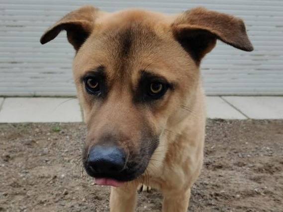 Adozione cane, maschio, Razza sconosciuta Razza sconosciuta, 5 anni e 2 mesi, taglia media, Como