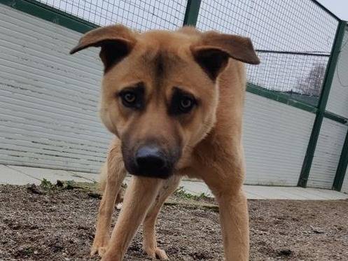 Adotta un cane, taglia media, maschio, Como