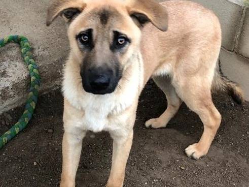 Adotta il cane Paperino a Como