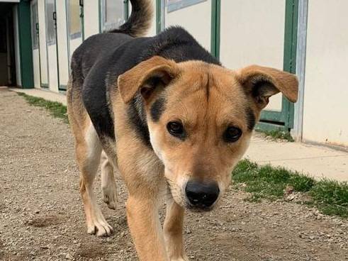 Adozione cane, maschio, Razza sconosciuta Razza sconosciuta, 4 anni e 10 mesi, taglia media, Como