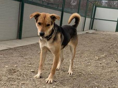 Adotta un cane, taglia media, maschio, Como