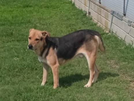 Adotta il cane Poseidone a Como