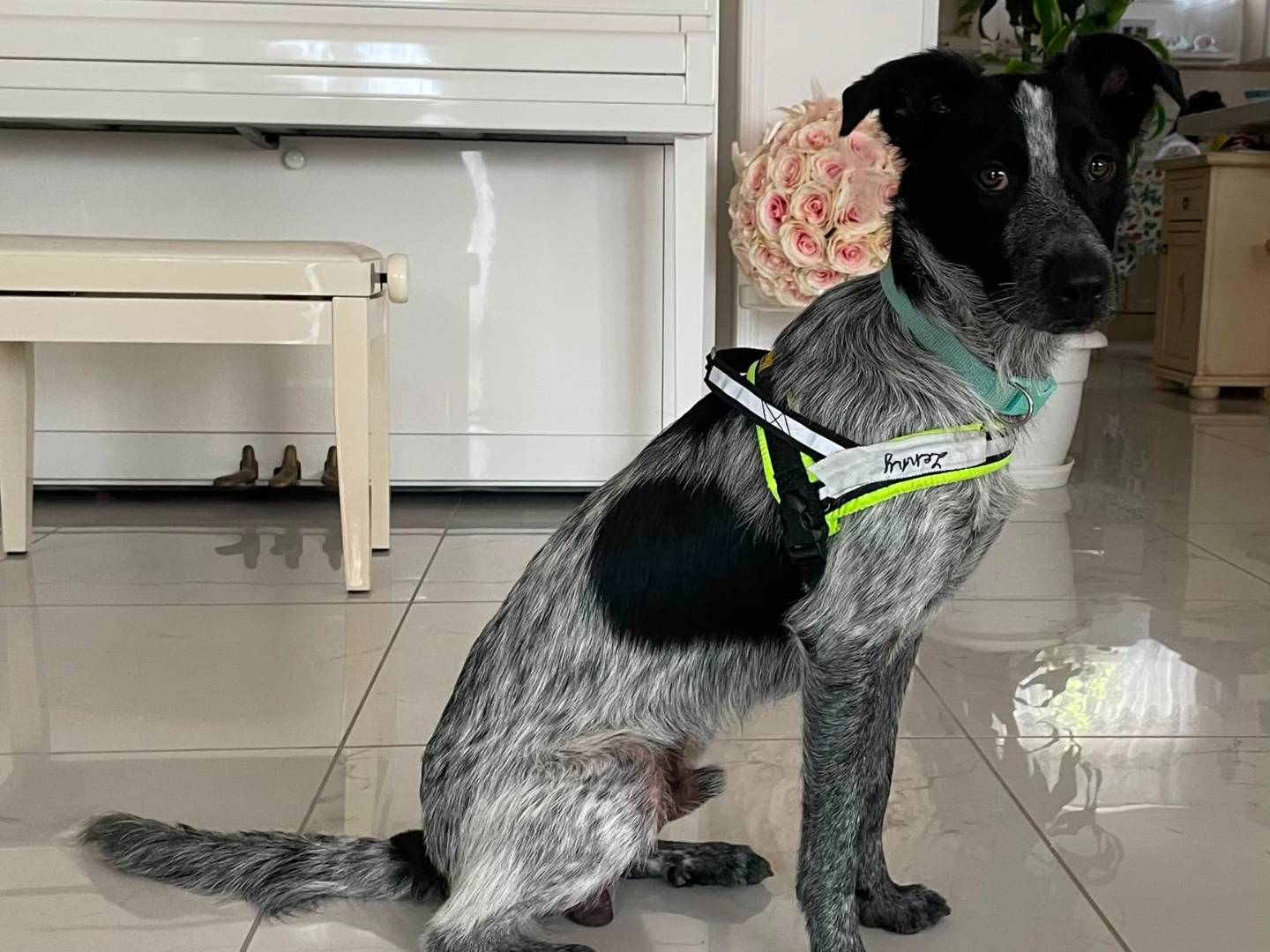 Adozione cane, maschio, Razza sconosciuta Razza sconosciuta, 10 mesi, taglia media contenuta, Cosenza