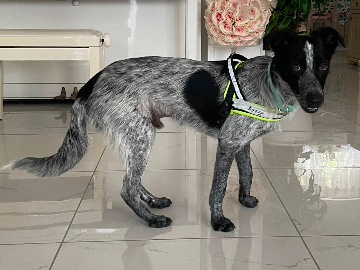 Adotta un cane, maschio, 10 mesi, Cosenza