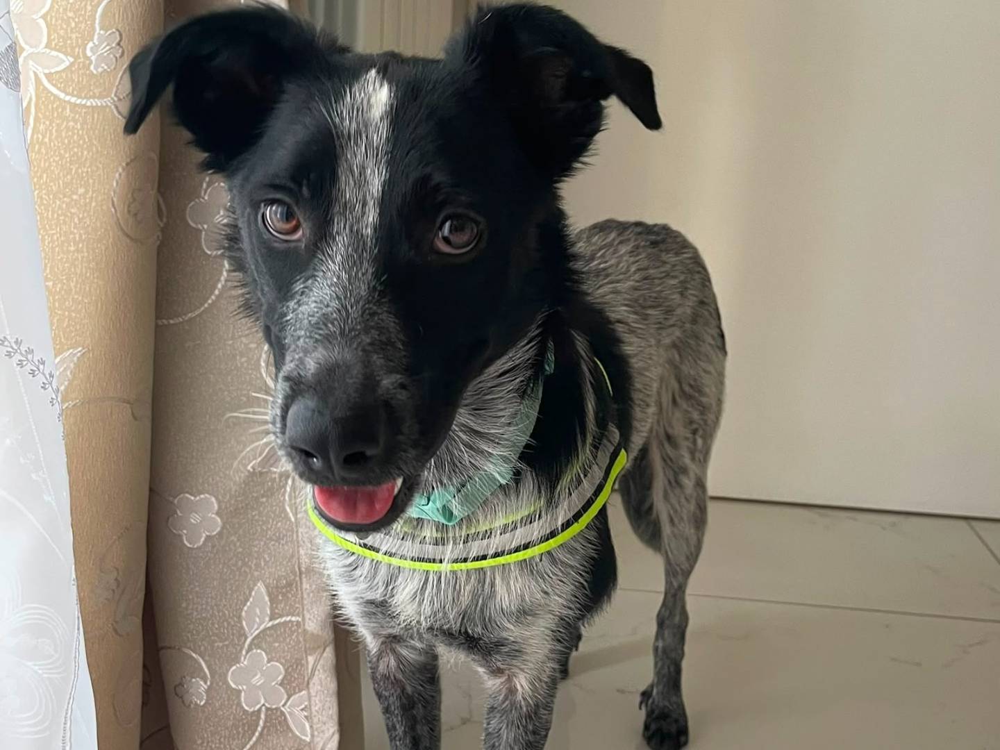 Adotta un cane, taglia media contenuta, maschio, Cosenza