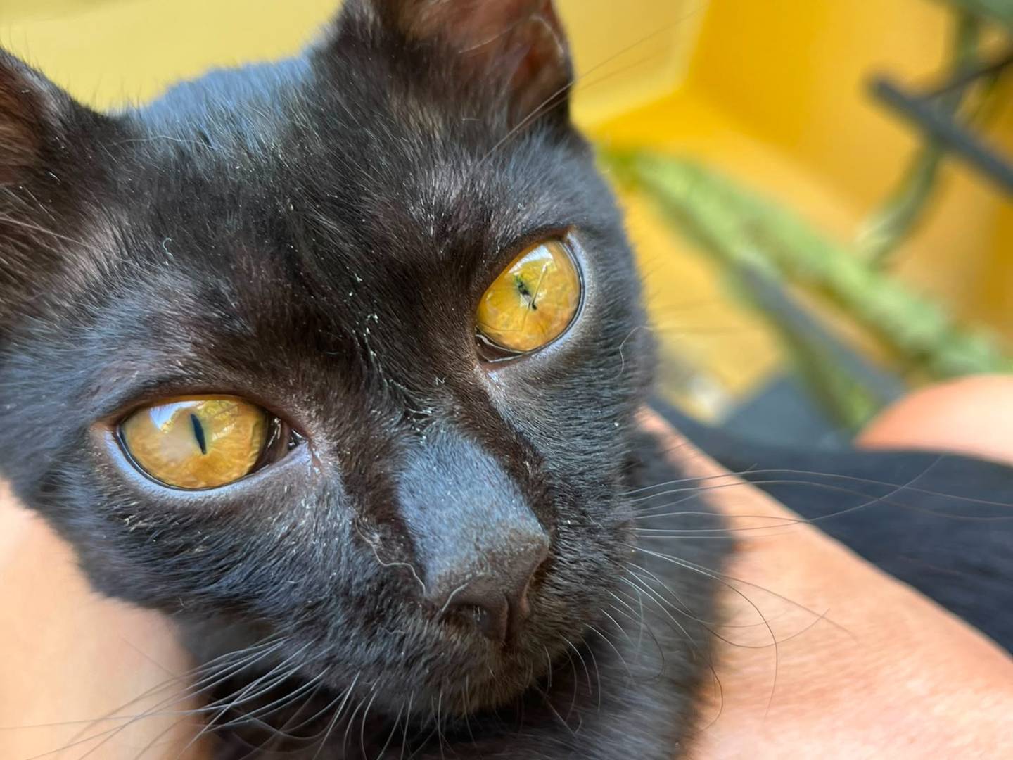 Adozione gatto, maschio, Razza sconosciuta Razza sconosciuta, 3 mesi, taglia non valida, Crotone