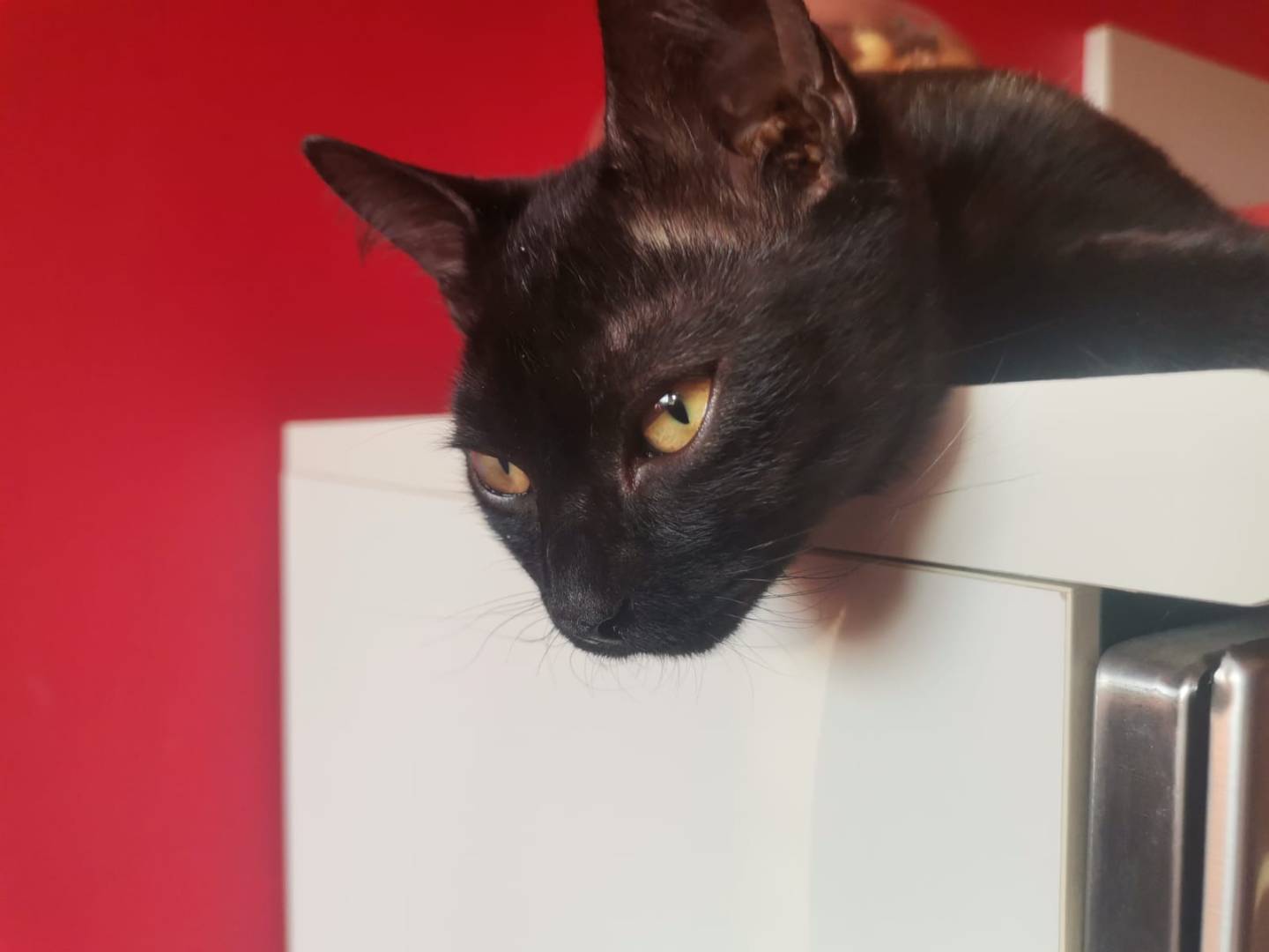 Adotta un gatto, maschio, 3 mesi, Crotone