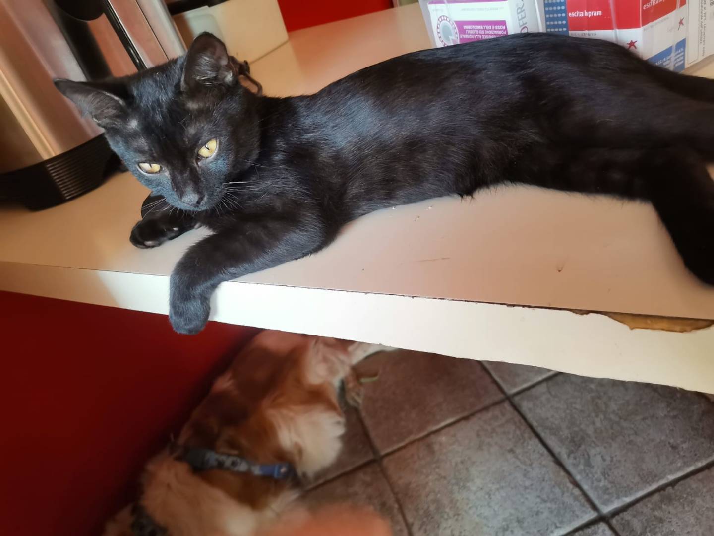 Adotta un gatto, taglia non valida, maschio, Crotone