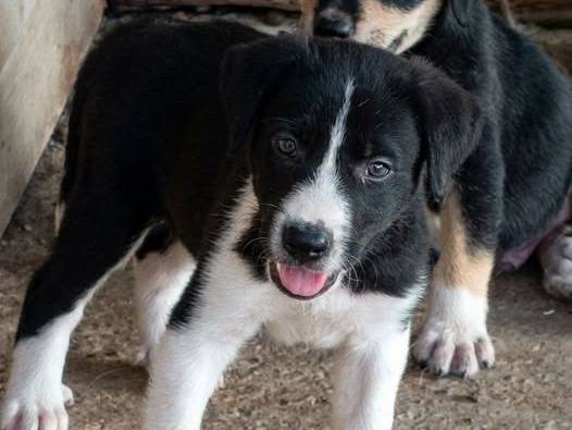 Adozione cane, femmina, Razza sconosciuta Razza sconosciuta, 2 mesi, taglia media, Crotone