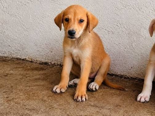 Adozione cane, femmina, Razza sconosciuta Razza sconosciuta, 2 mesi, taglia media, Crotone