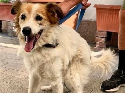 Adozione cane, maschio, Razza sconosciuta Razza sconosciuta, 10 anni e 1 mese, taglia media, Milano