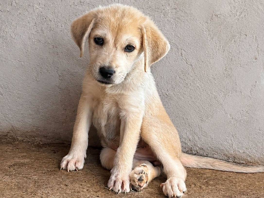 Adozione cane, femmina, Razza sconosciuta Razza sconosciuta, 2 mesi, taglia media, Crotone