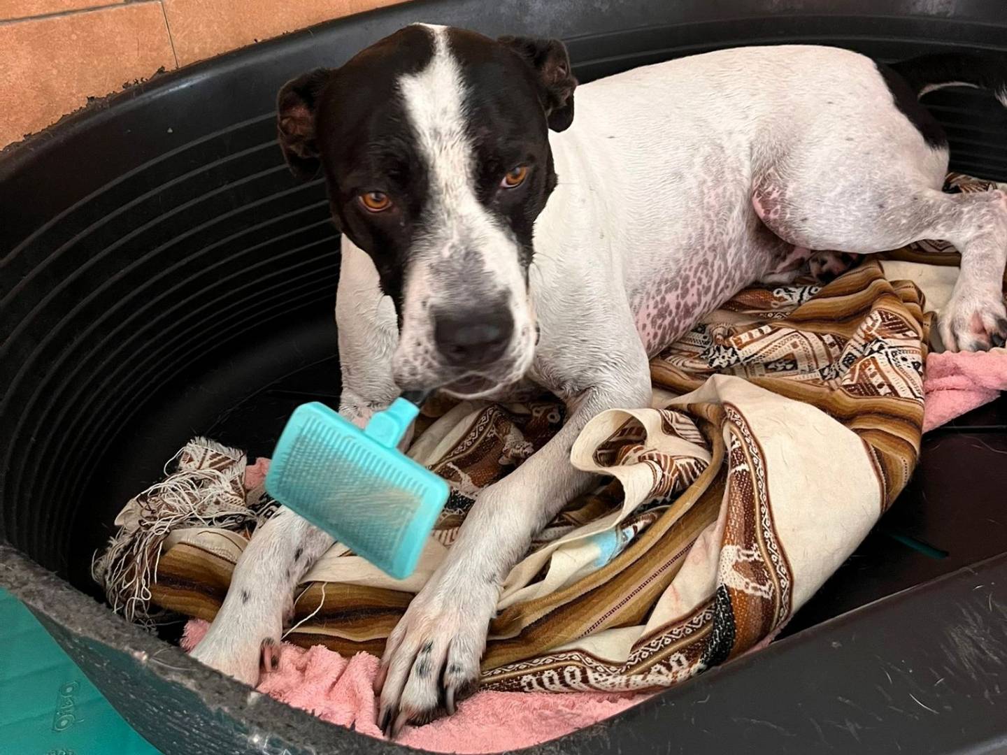 Adozione cane, maschio, Razza sconosciuta Razza sconosciuta, 5 anni e 7 mesi, taglia grande, Milano