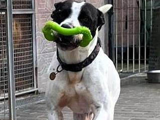Adotta un cane, maschio, 5 anni e 7 mesi, Milano