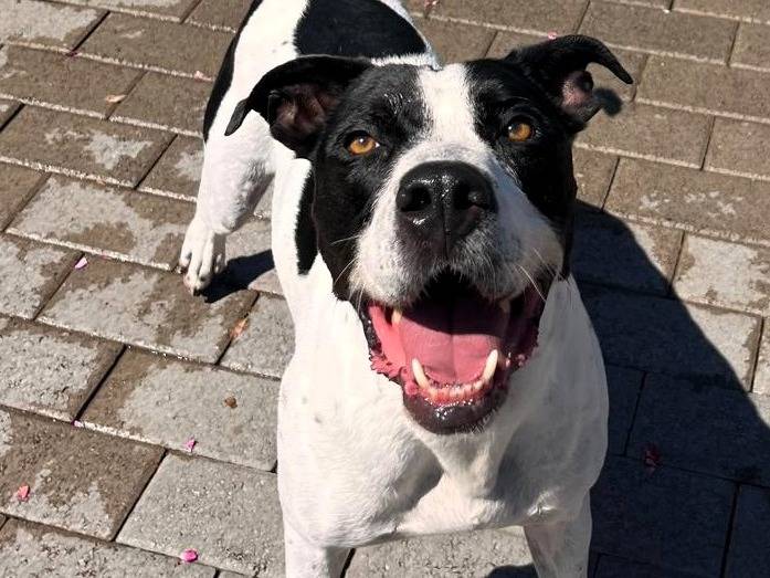 Adotta un cane, taglia grande, maschio, Milano