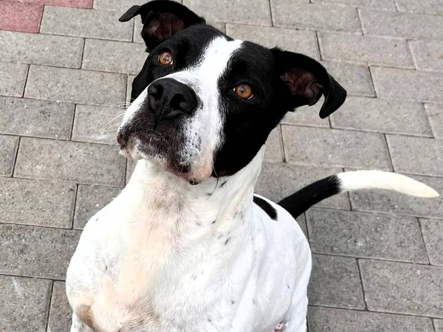 Vuoi adottare un cane a Milano?