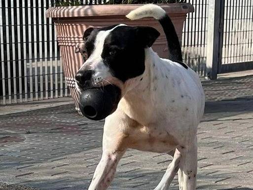 Adotta il cane Black a Milano