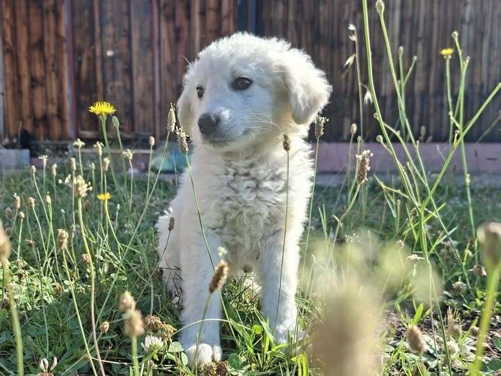 Adozione cane, femmina, Pastore maremmano Razza sconosciuta, 4 mesi, taglia grande, Crotone