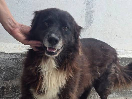 Adozione cane, maschio, Razza sconosciuta Razza sconosciuta, 1 anno e 7 mesi, taglia media contenuta, Crotone
