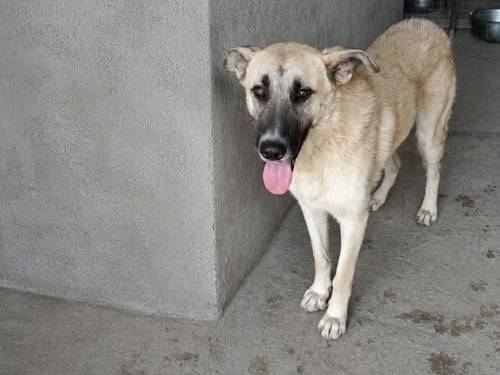 Adozione cane, maschio, Razza sconosciuta Razza sconosciuta, 1 anno e 1 mese, taglia grande, Crotone