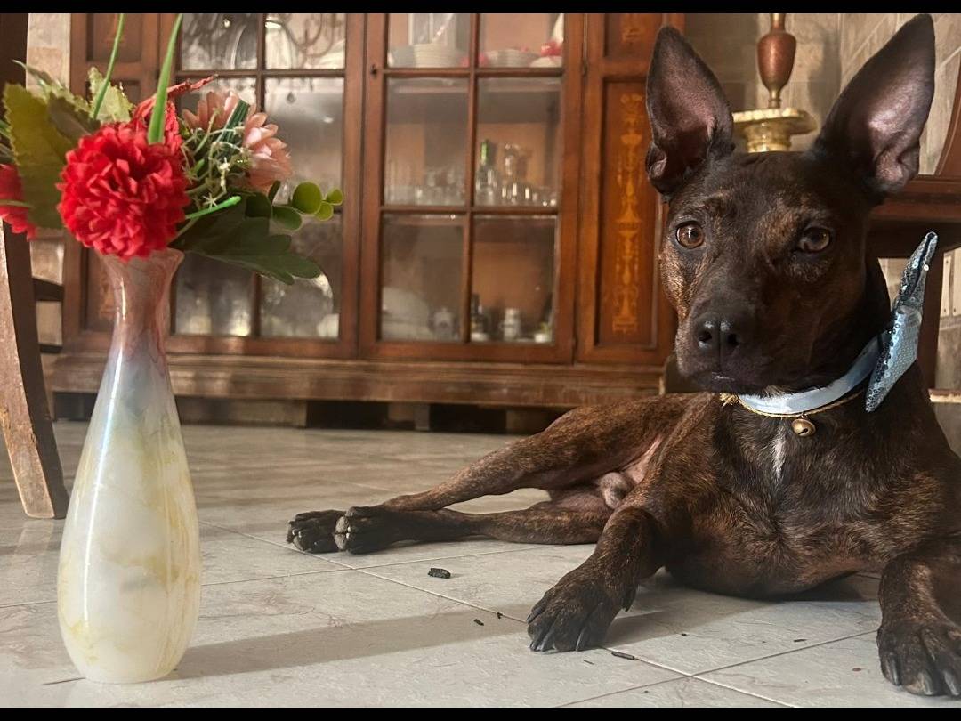 Adotta un cane, maschio, 4 anni e 4 mesi, Caserta