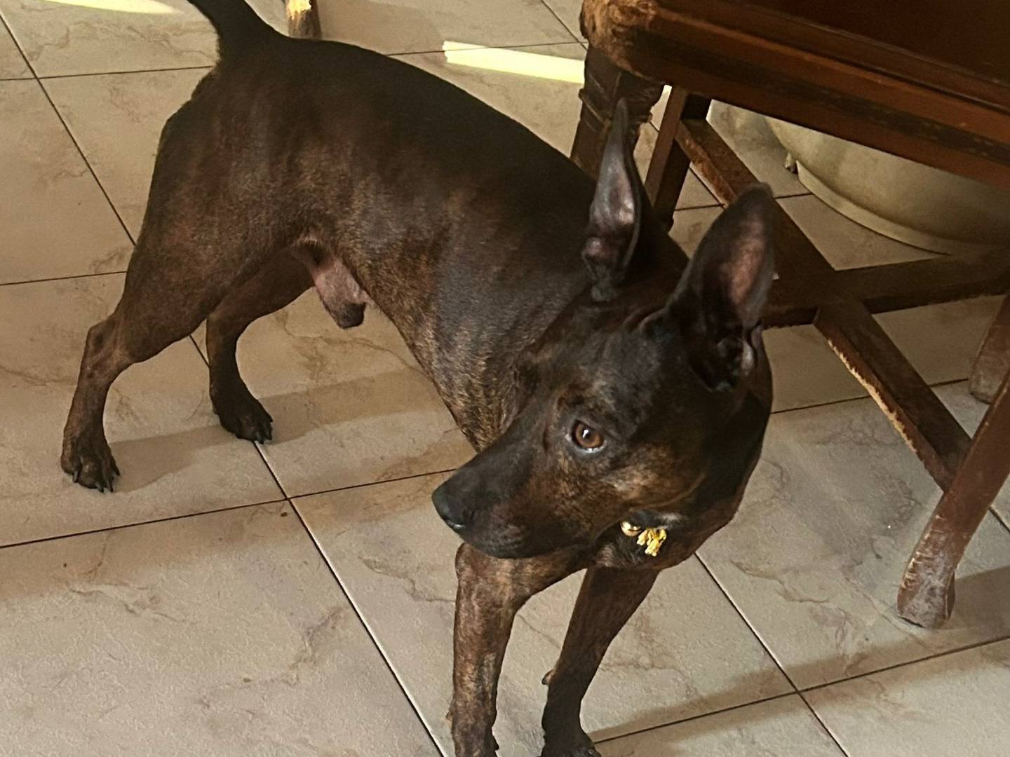 Adotta un cane, taglia media contenuta, maschio, Caserta
