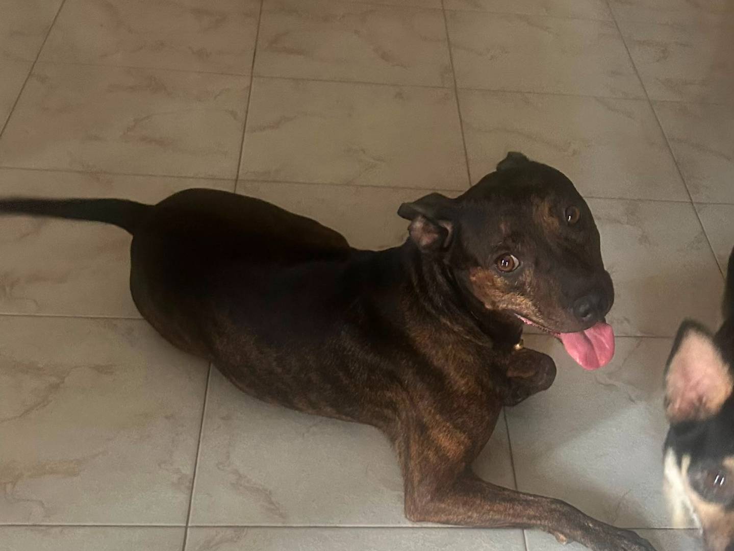 Vuoi adottare un cane a Caserta?