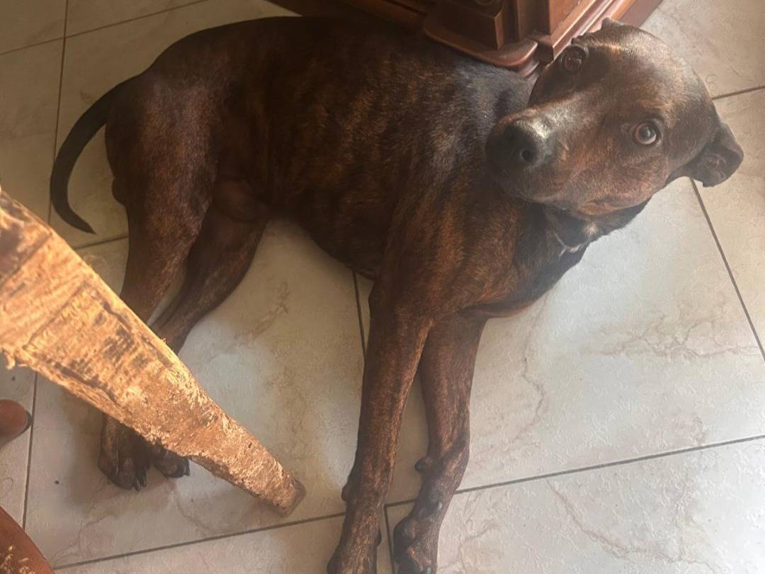 Adotta il cane Syson tigrato mix Pinscher  a Caserta