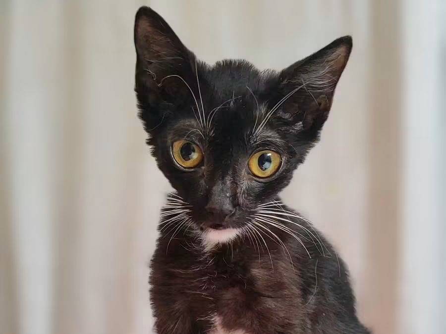Adozione gatto, femmina, Razza sconosciuta Razza sconosciuta, 3 mesi, taglia non valida, Milano
