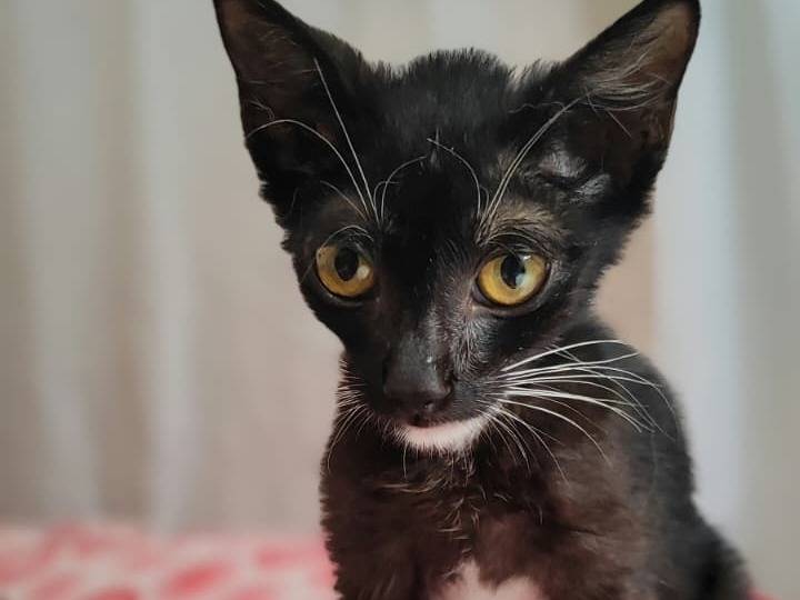 Adotta un gatto, femmina, 3 mesi, Milano