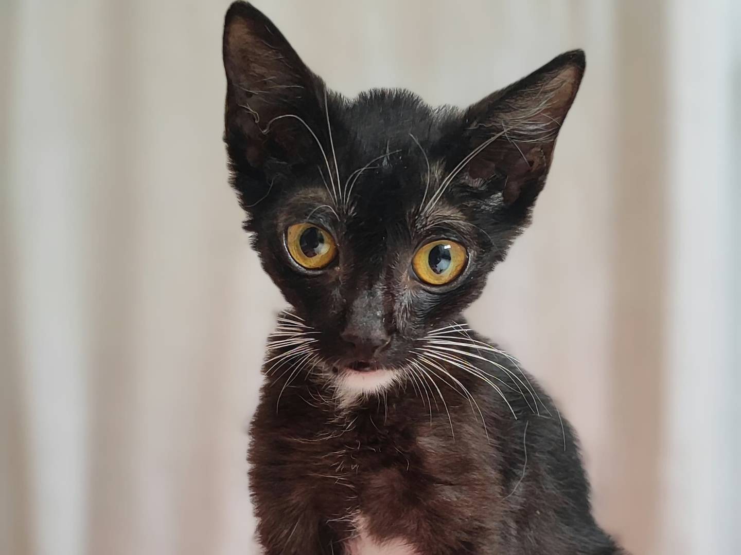 Adotta un gatto, taglia non valida, femmina, Milano
