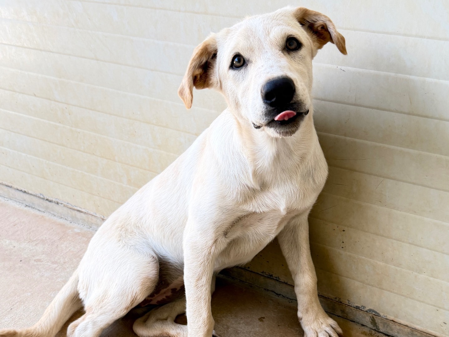 Adozione cane, femmina, Razza sconosciuta Razza sconosciuta, 4 mesi, taglia media, Bari