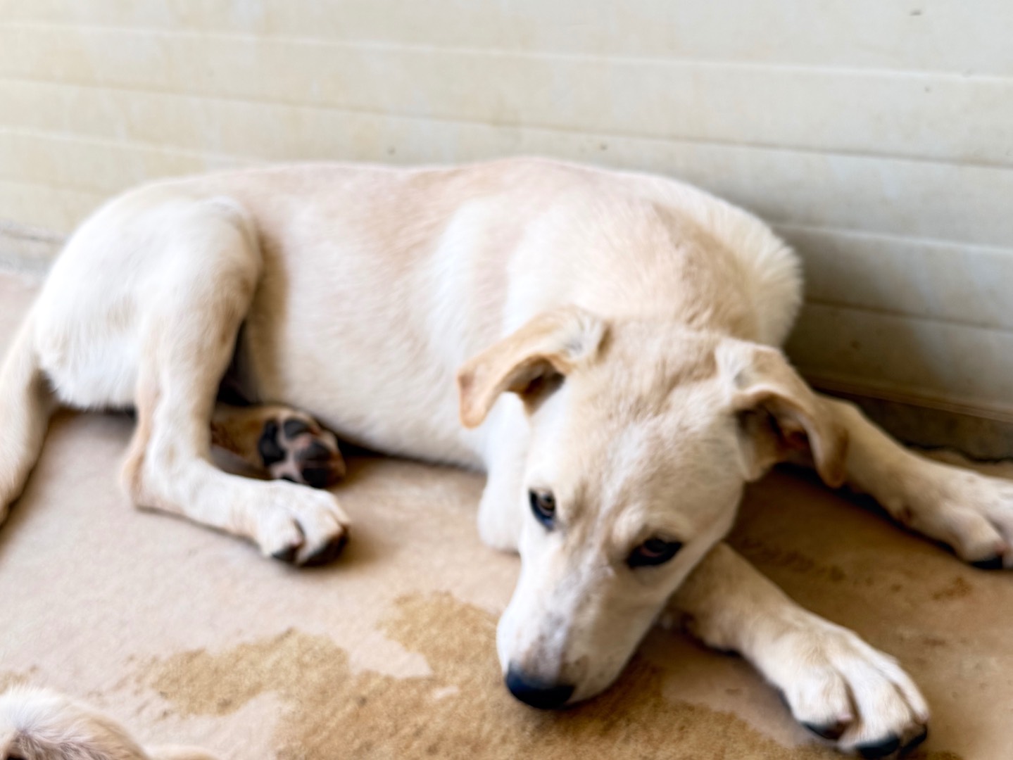Adotta un cane, taglia media, femmina, Bari