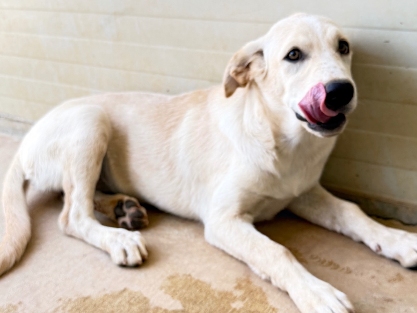 Vuoi adottare un cane a Bari?