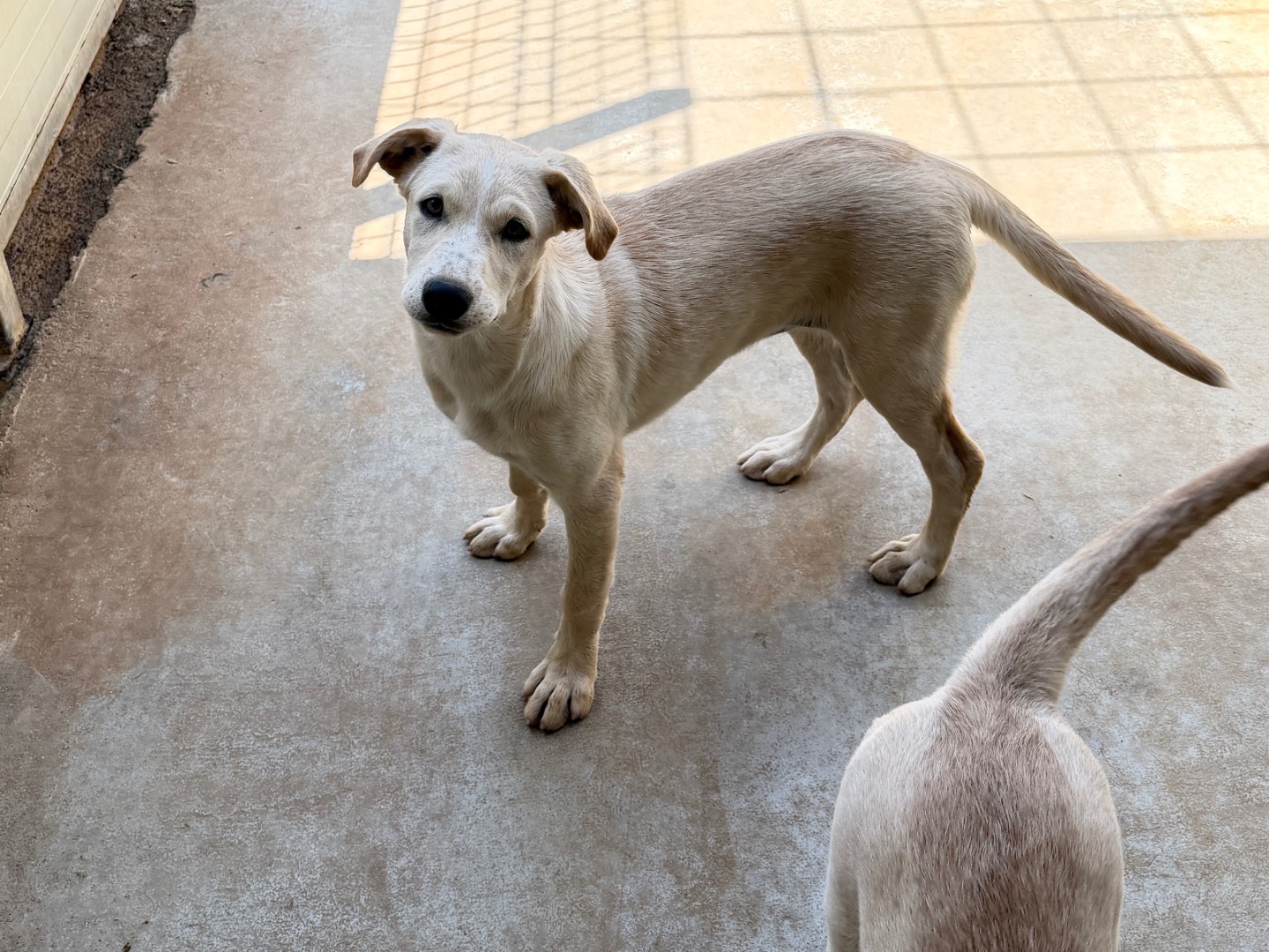 Adozione cane, maschio, Razza sconosciuta Razza sconosciuta, 4 mesi, taglia media, Bari