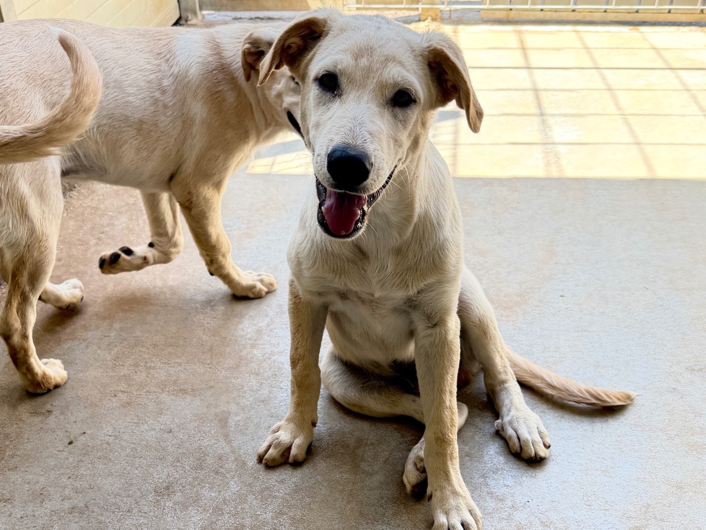 Adotta un cane, maschio, 4 mesi, Bari