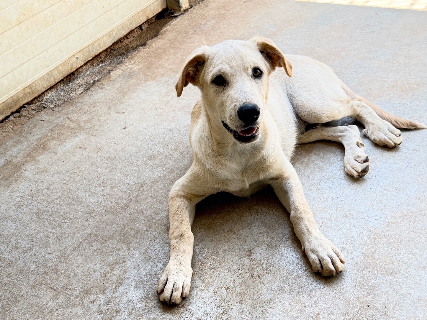 Adotta un cane, taglia media, maschio, Bari