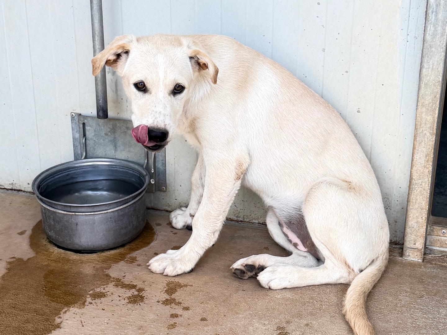 Vuoi adottare un cane a Bari?